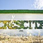"Crescita" spray su muro 24mq Villacidro 2017